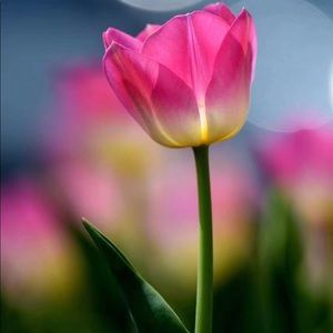 Meet your Posher, Vicky